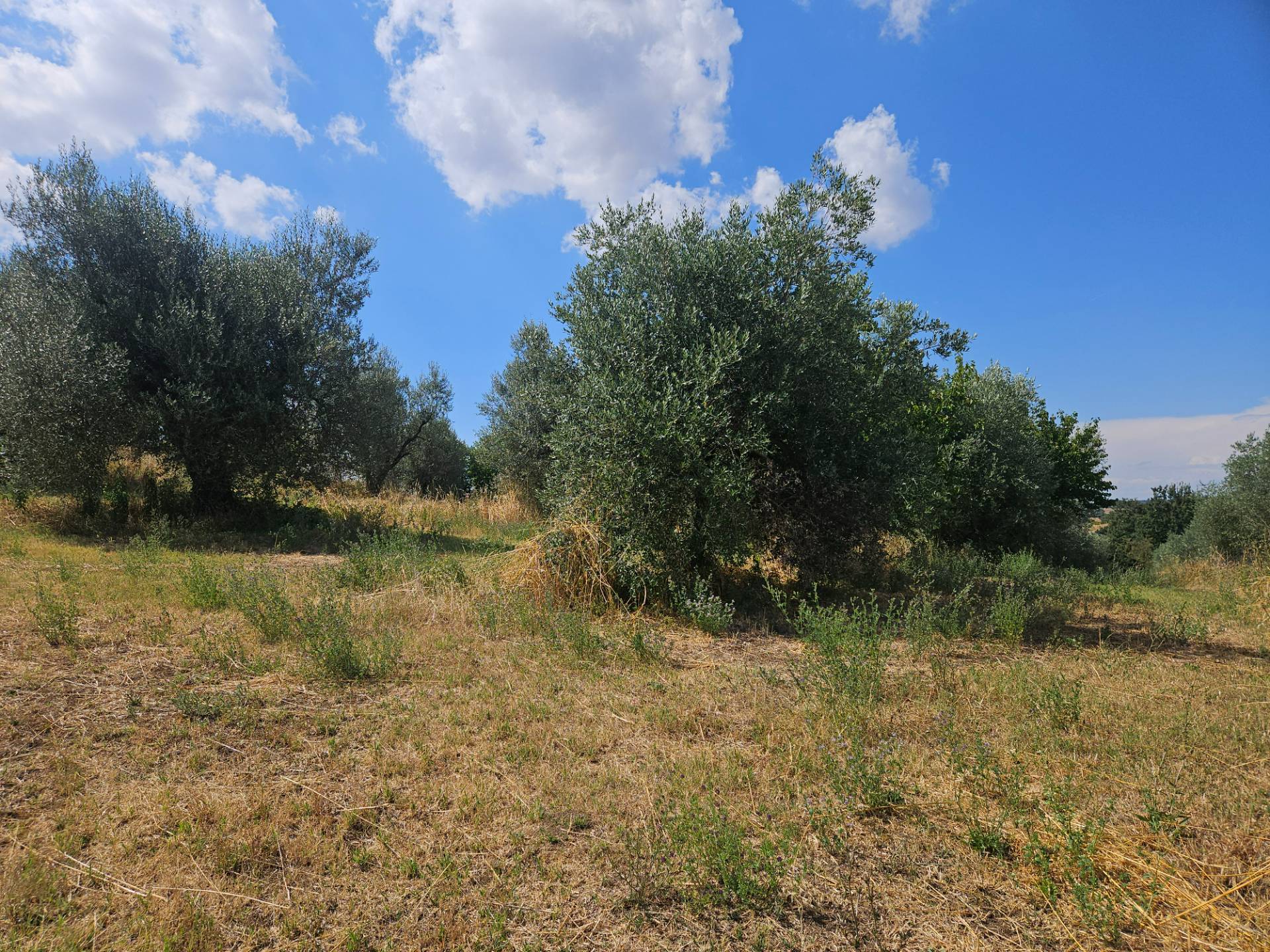 Terreno agricolo in vendita a Viterbo, Periferia