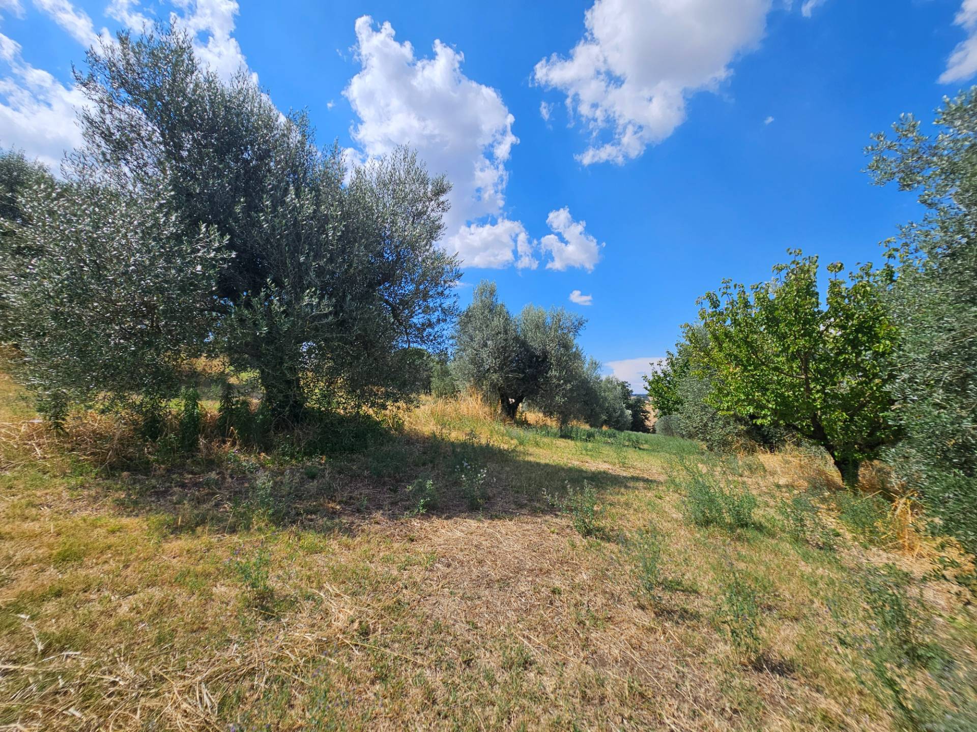 Terreno agricolo in vendita a Viterbo, Periferia