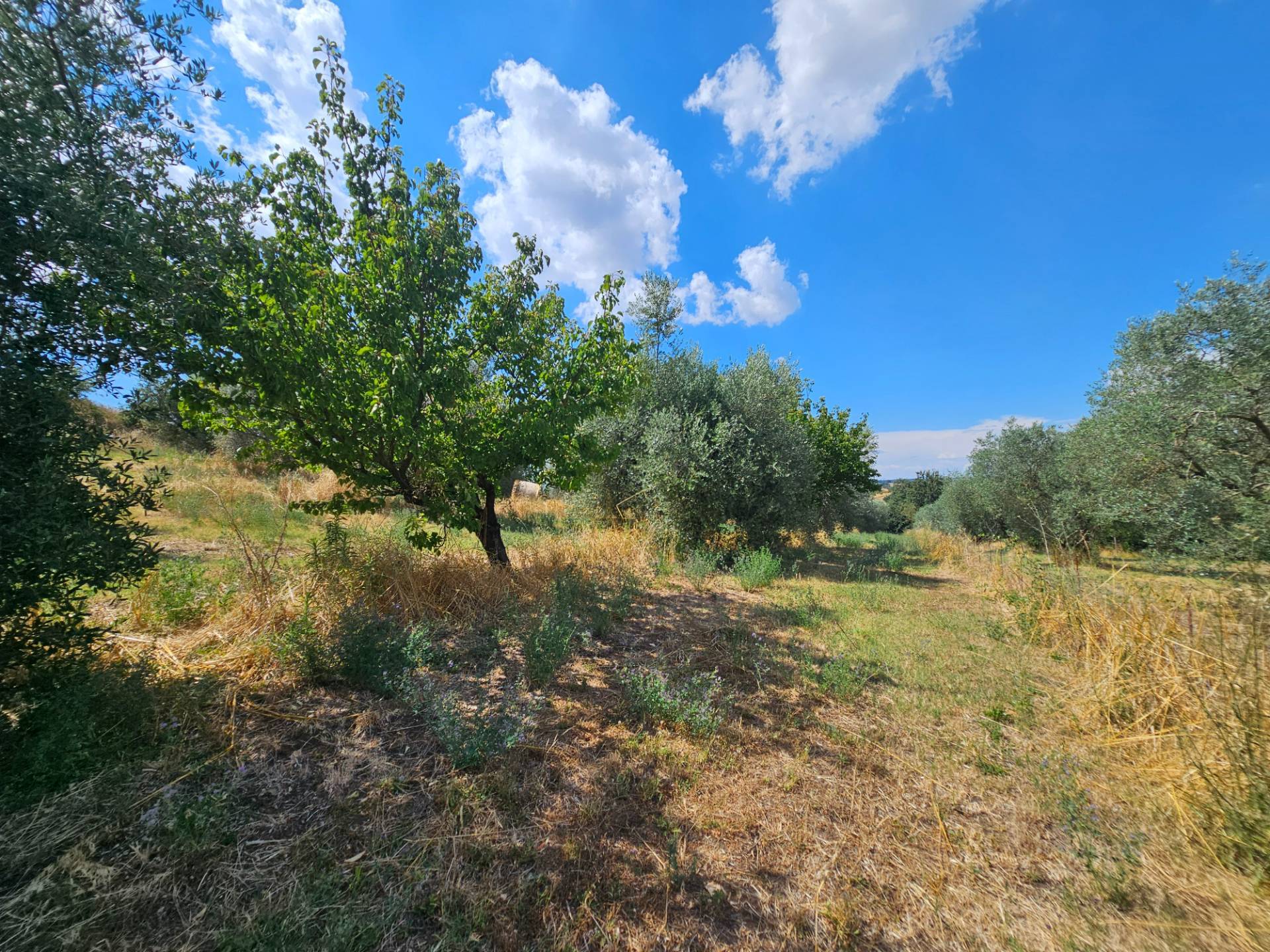 Terreno agricolo in vendita a Viterbo, Periferia