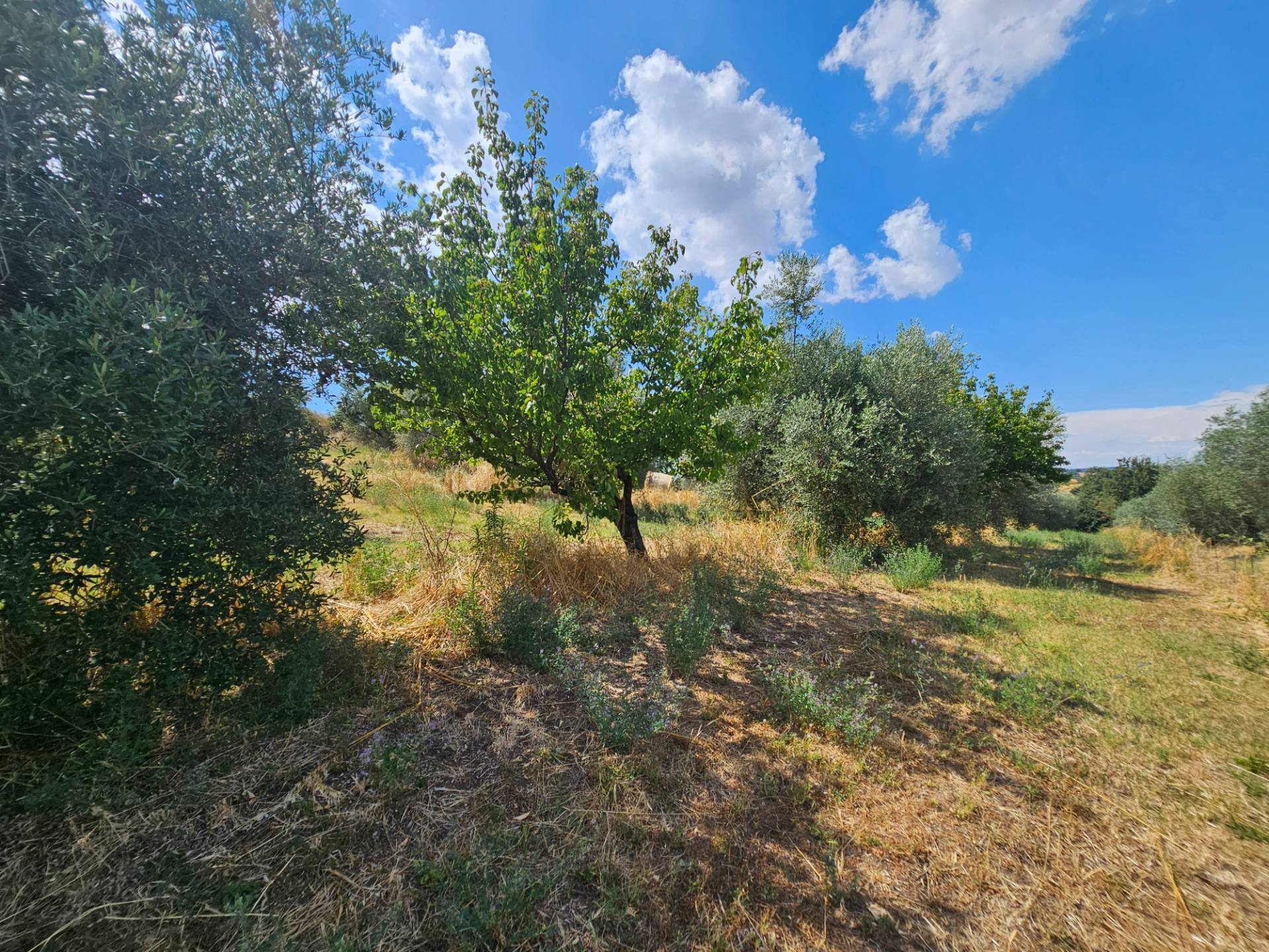 Terreno agricolo in vendita a Viterbo, Periferia