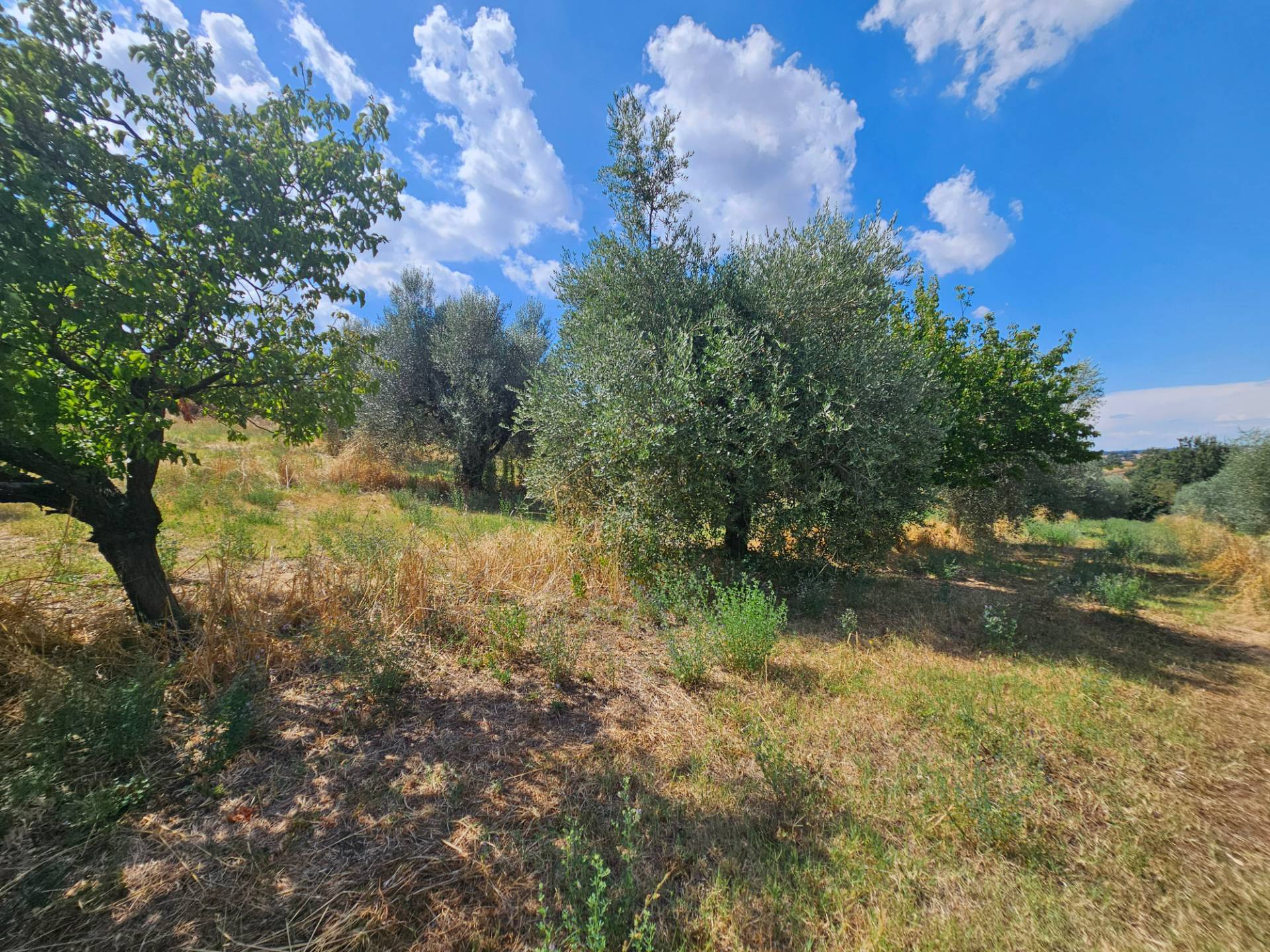 Terreno agricolo in vendita a Viterbo, Periferia