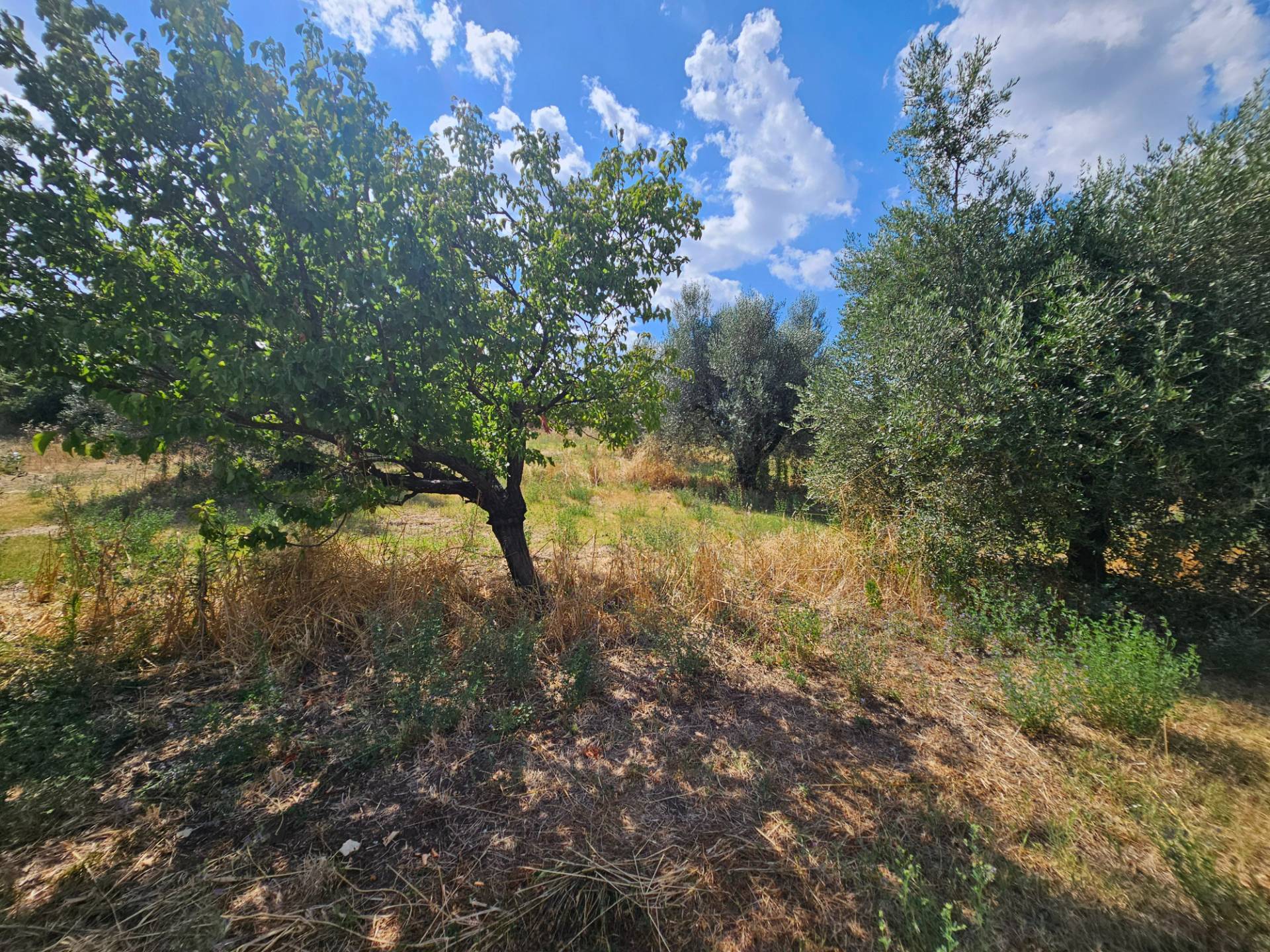 Terreno agricolo in vendita a Viterbo, Periferia