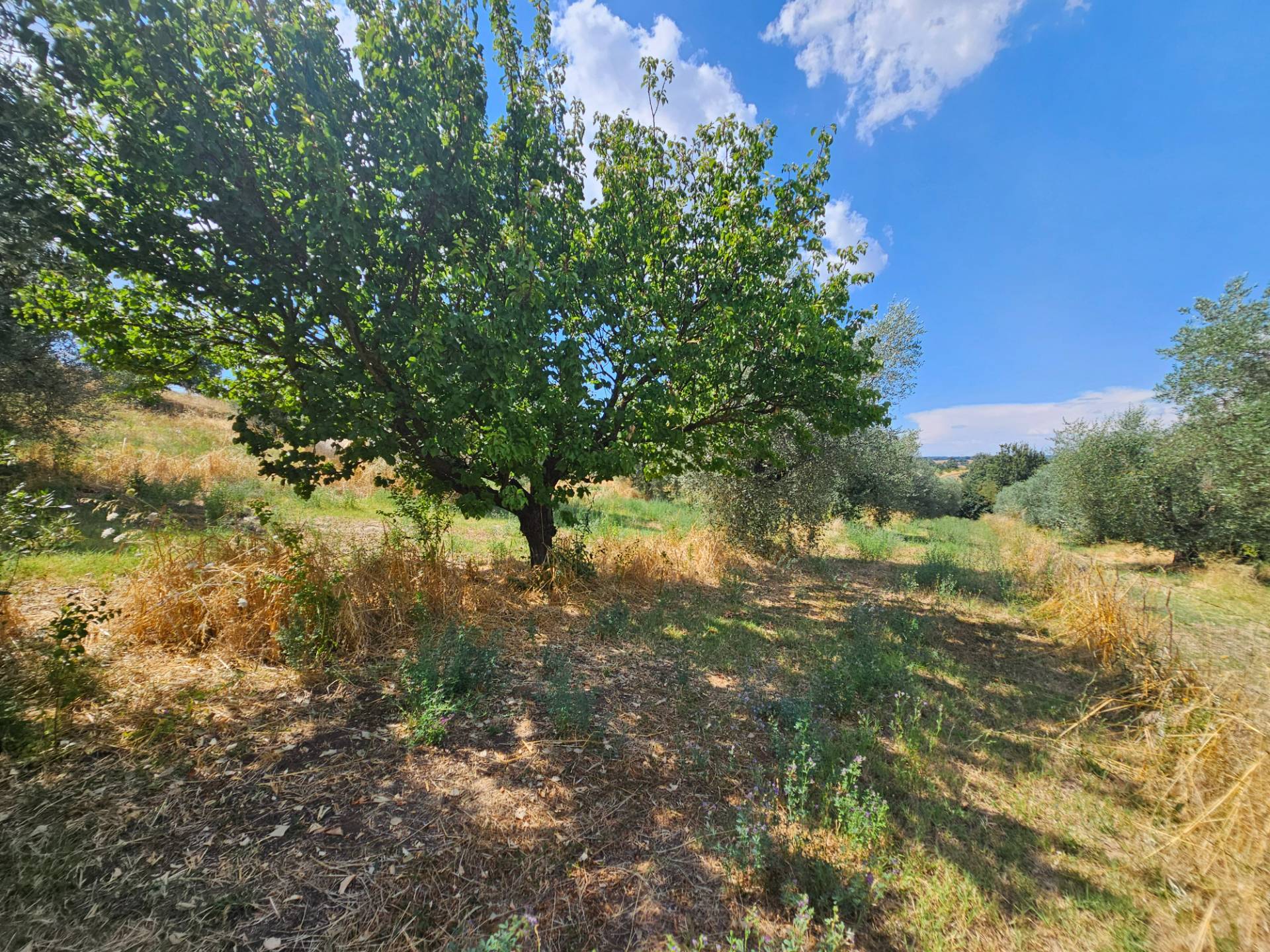 Terreno agricolo in vendita a Viterbo, Periferia