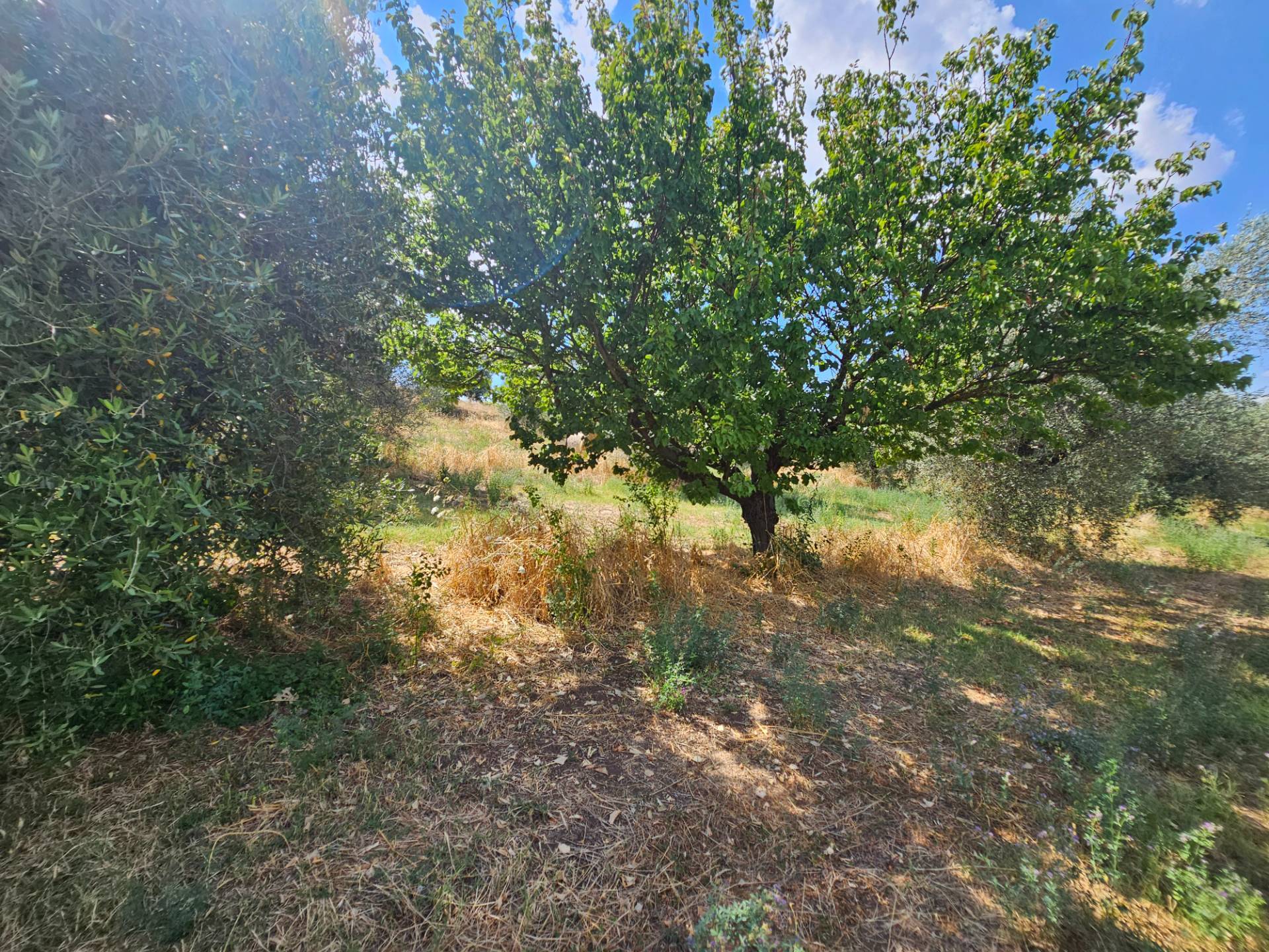 Terreno agricolo in vendita a Viterbo, Periferia
