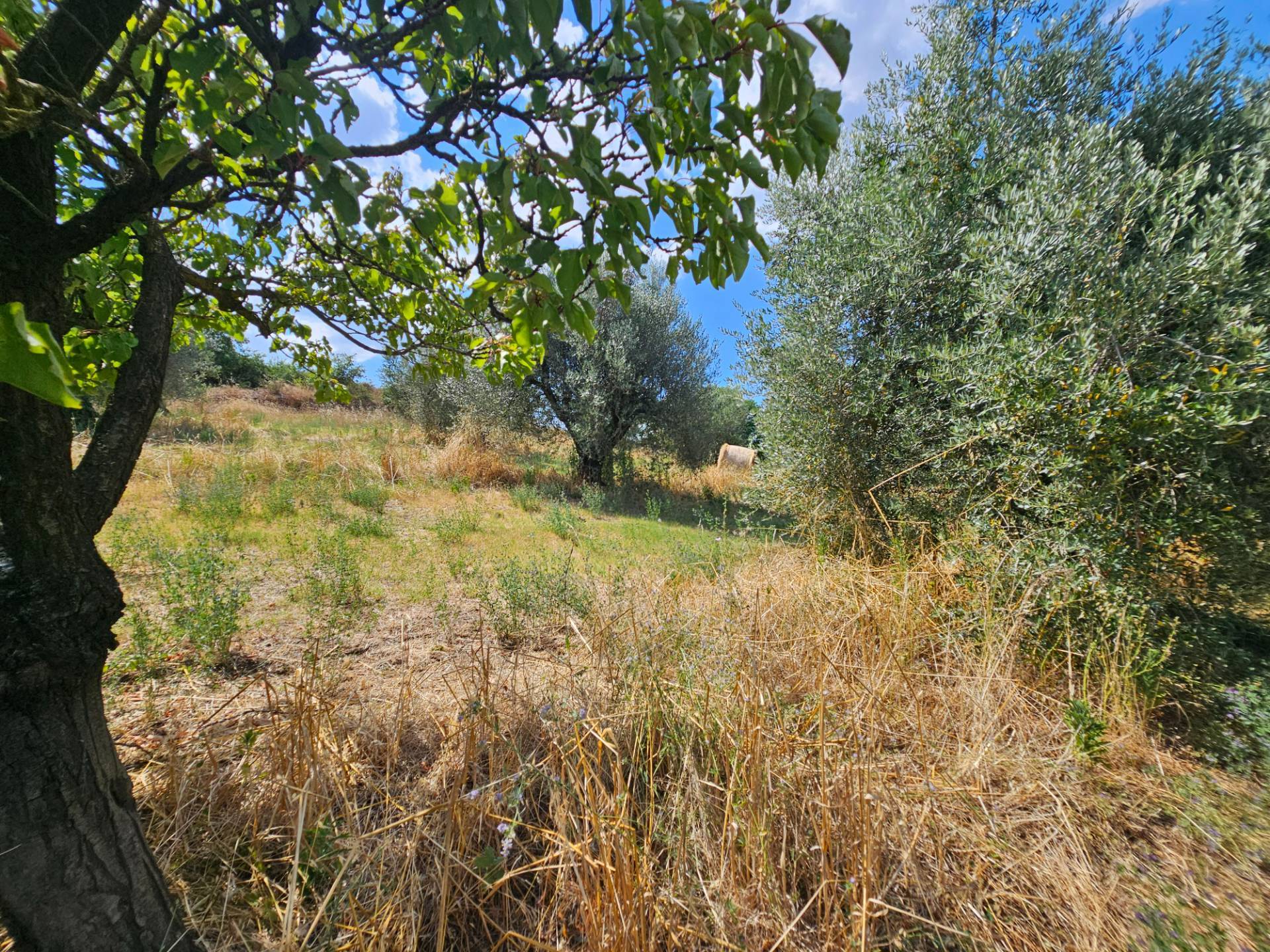 Terreno agricolo in vendita a Viterbo, Periferia