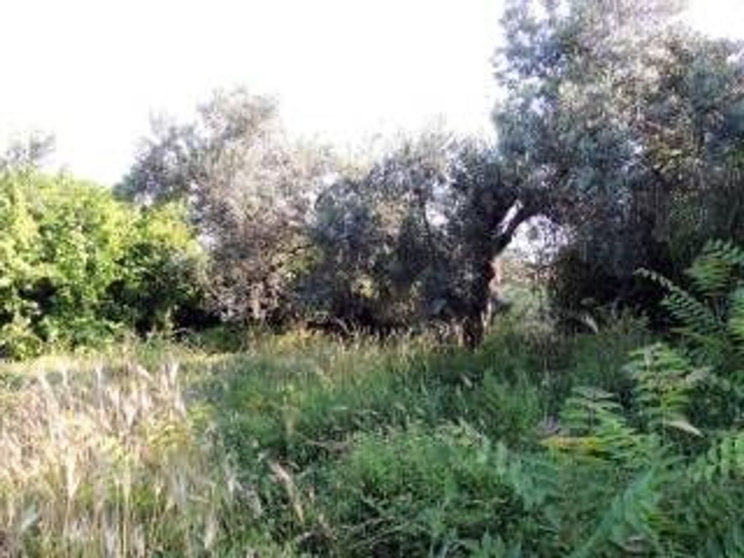 Terreno in vendita in via f. p. michetti 0, Scafa