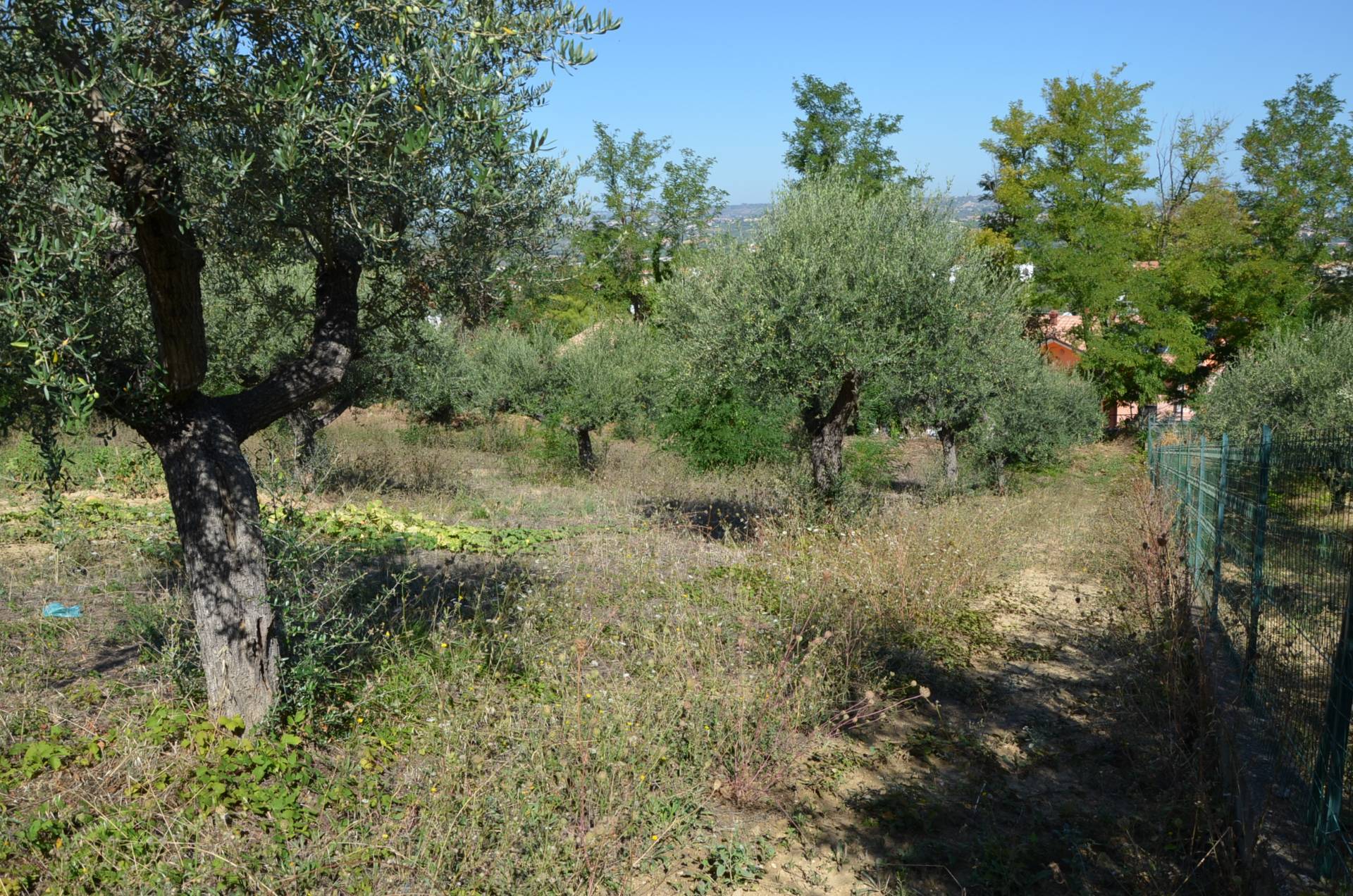 immagine annuncio 2 di 6