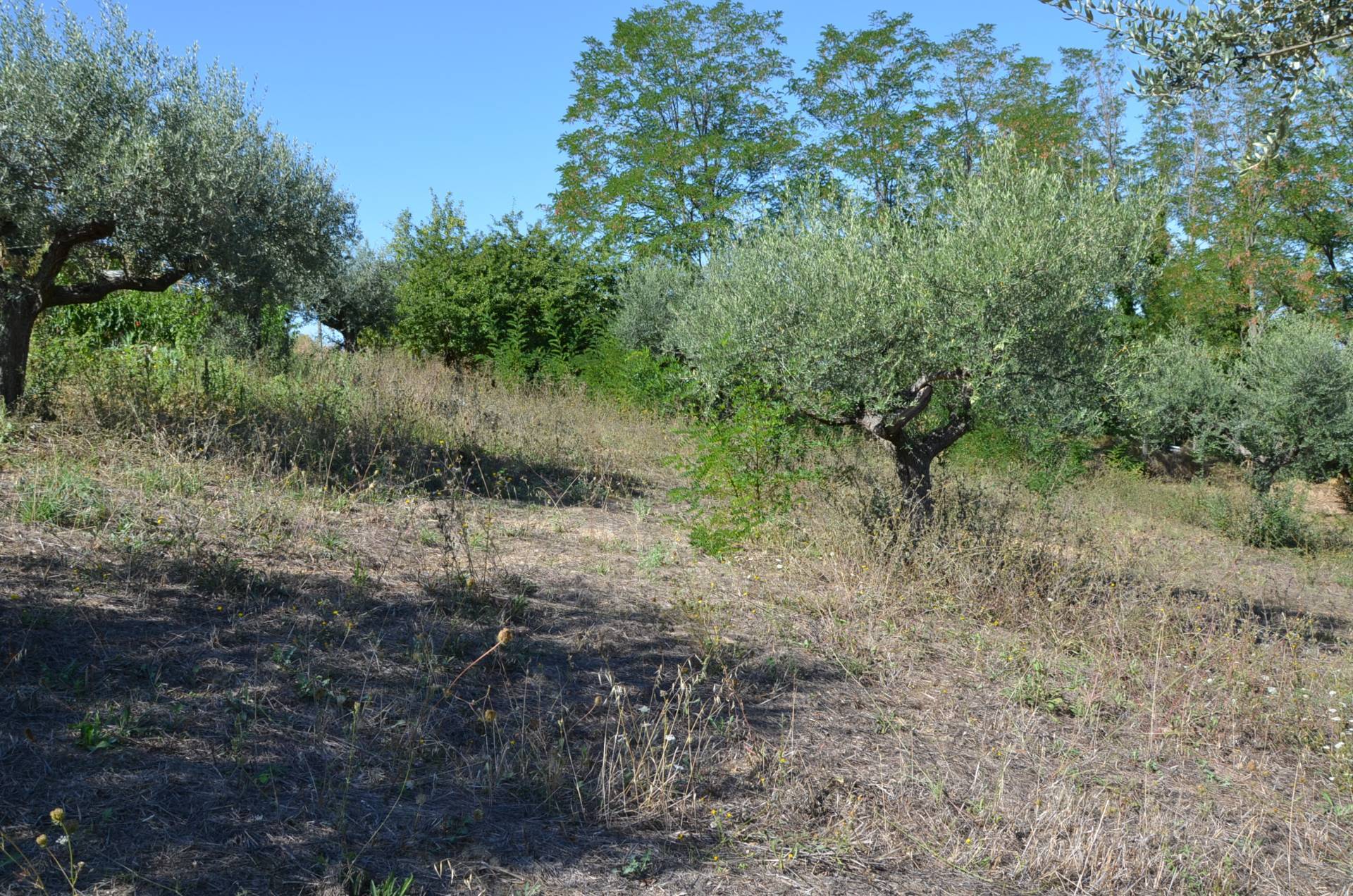 Terreno edificabile in vendita a Montesilvano, Montesilvano colle