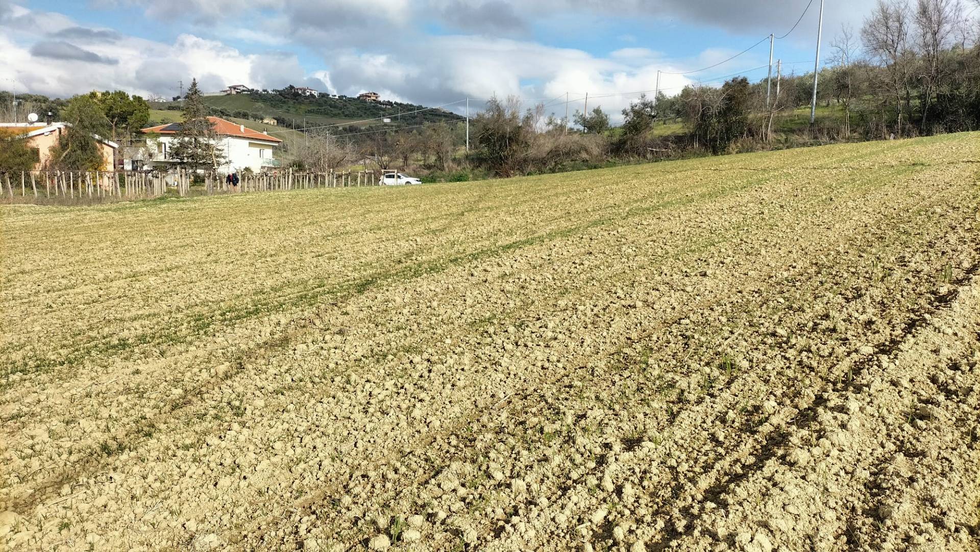 Terreno Agricolo in vendita a Collecorvino