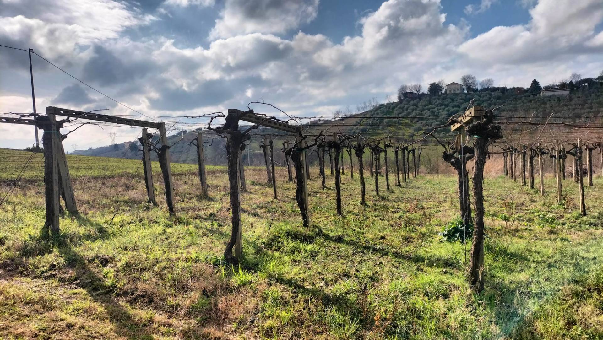 Terreno Agricolo in vendita a Collecorvino