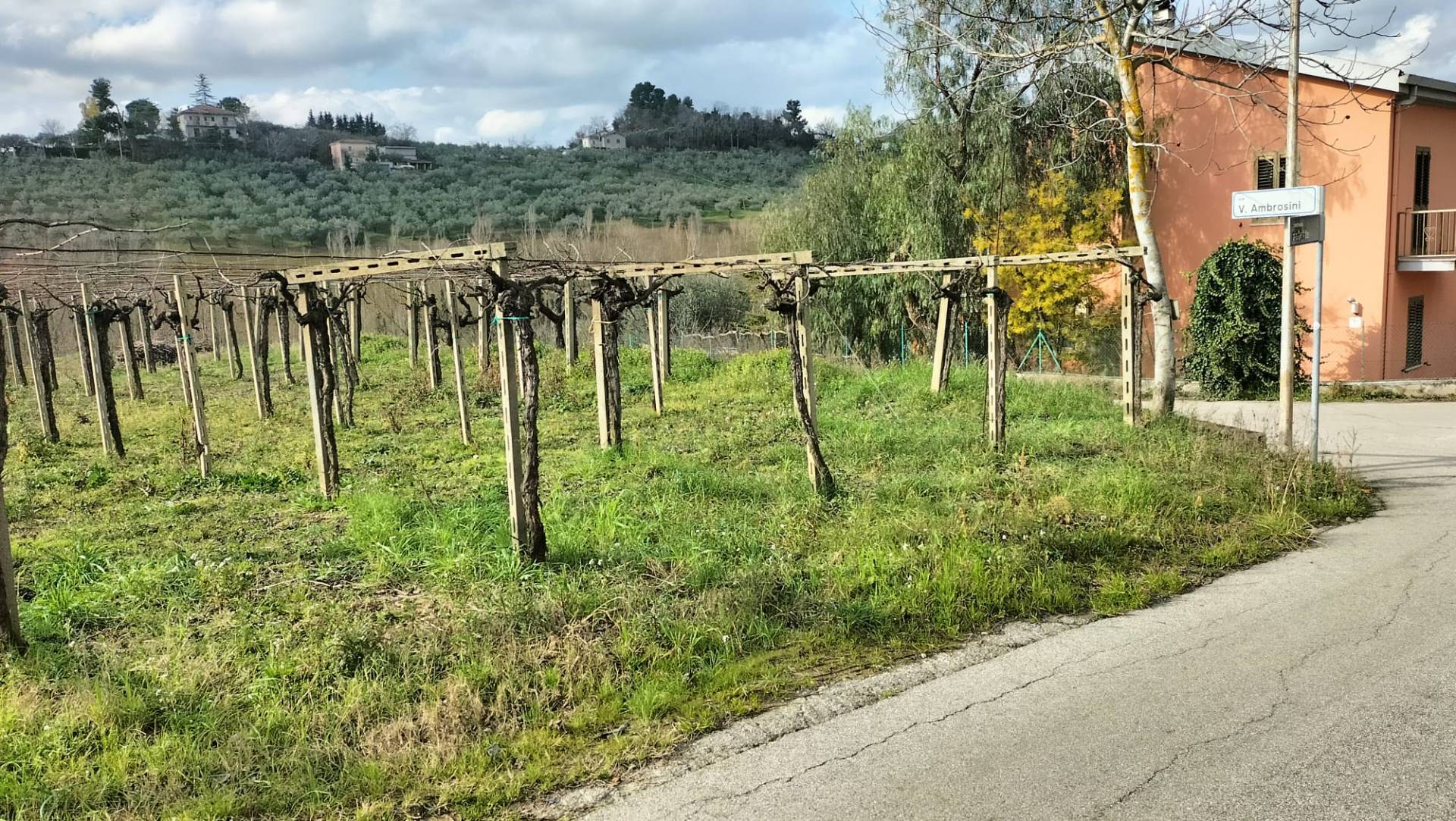 Terreno Agricolo in vendita a Collecorvino