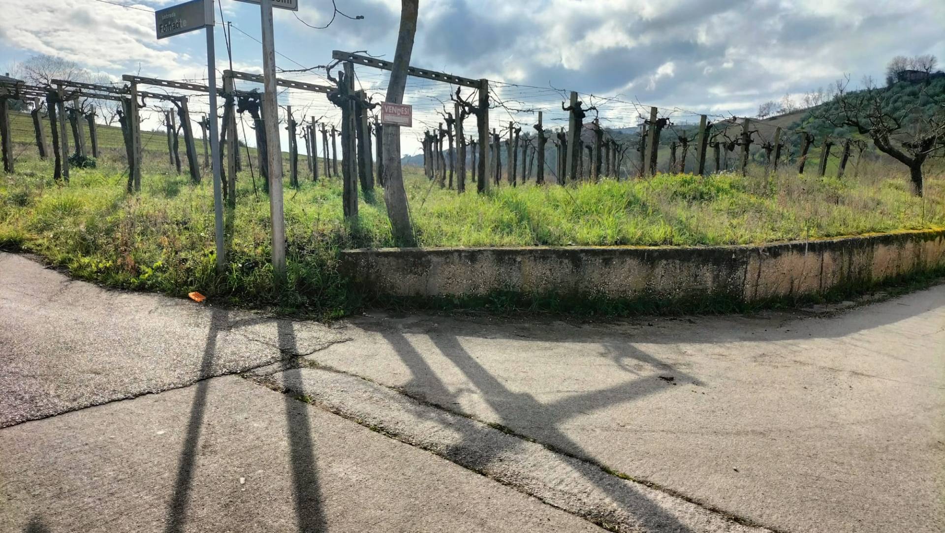 Terreno Agricolo in vendita a Collecorvino