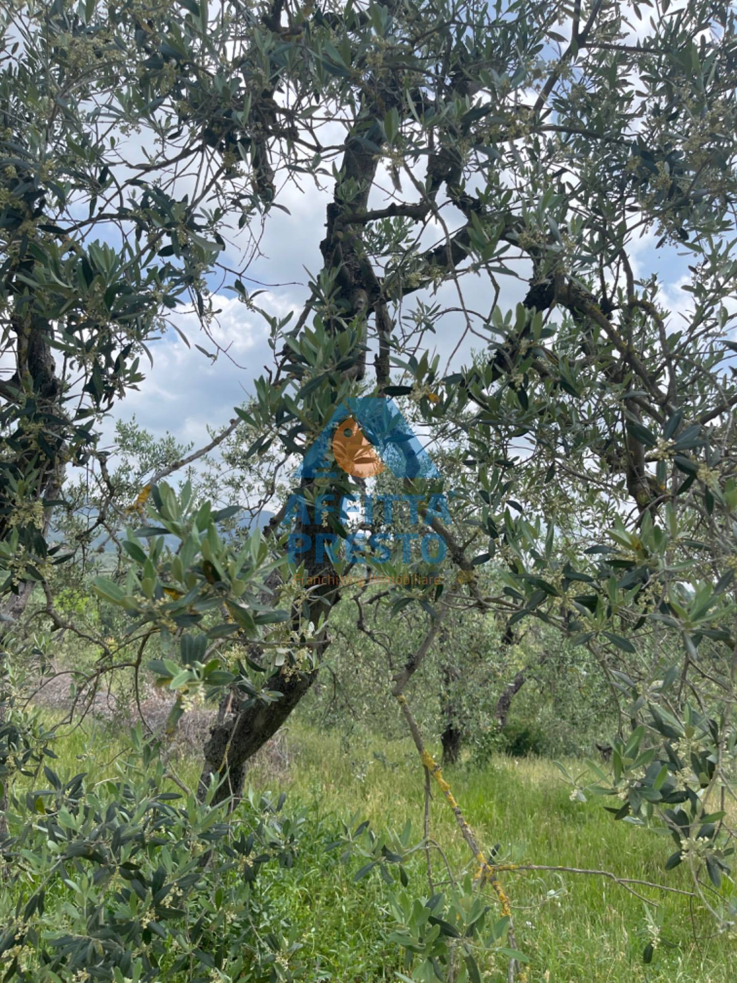 Terreno in vendita a Vinci