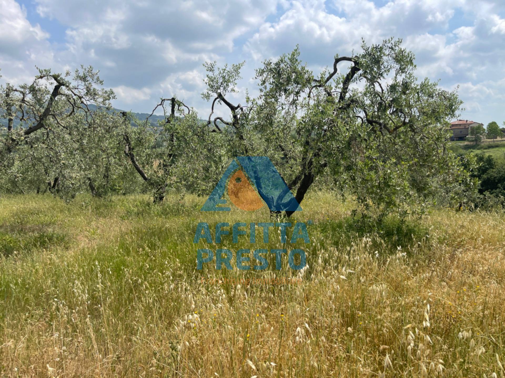 Terreno in vendita a Vinci