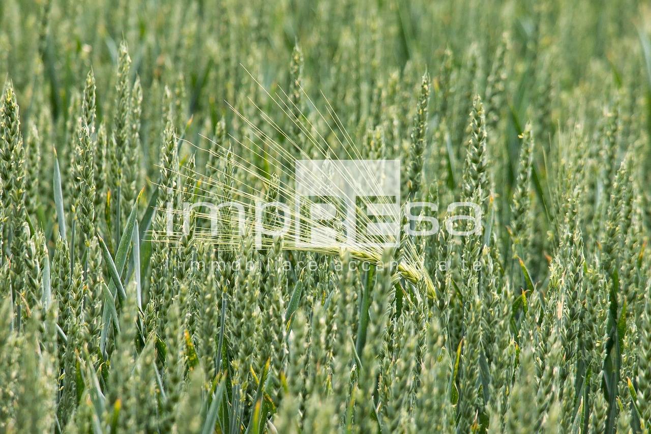 Terreno Agricolo in vendita a Preganziol, Frescada