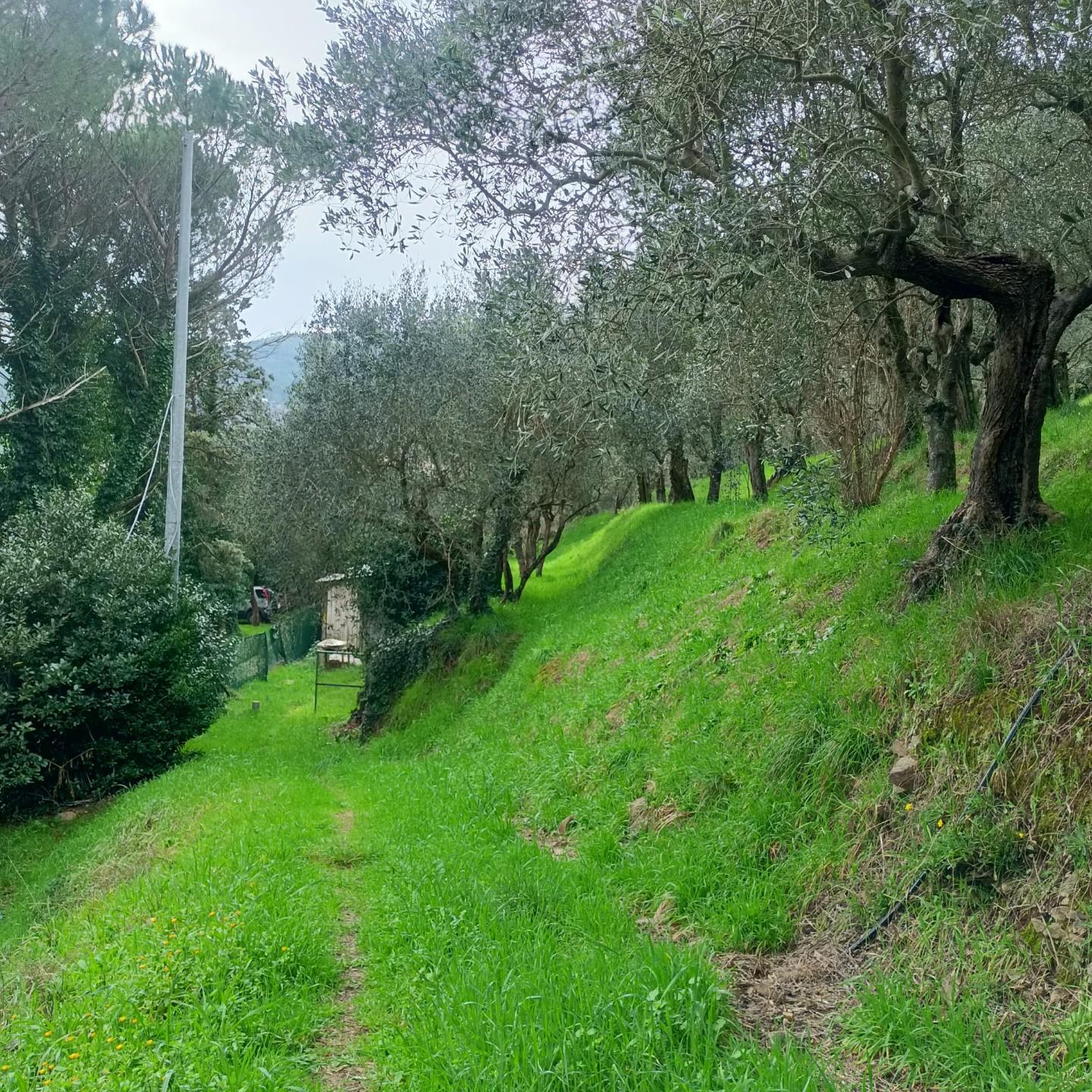 Terreno Agricolo in vendita a Vicopisano