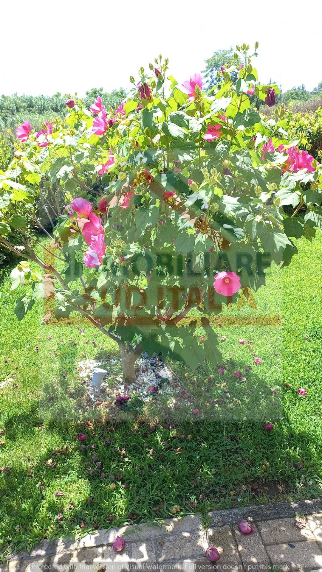 Villa in vendita a Giugliano in Campania, Varcaturo