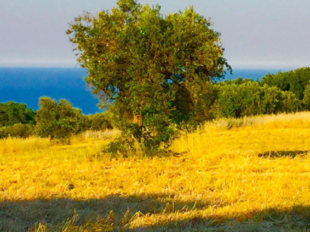 Terreno Agricolo vista mare in c.da san michele, Cupra Marittima