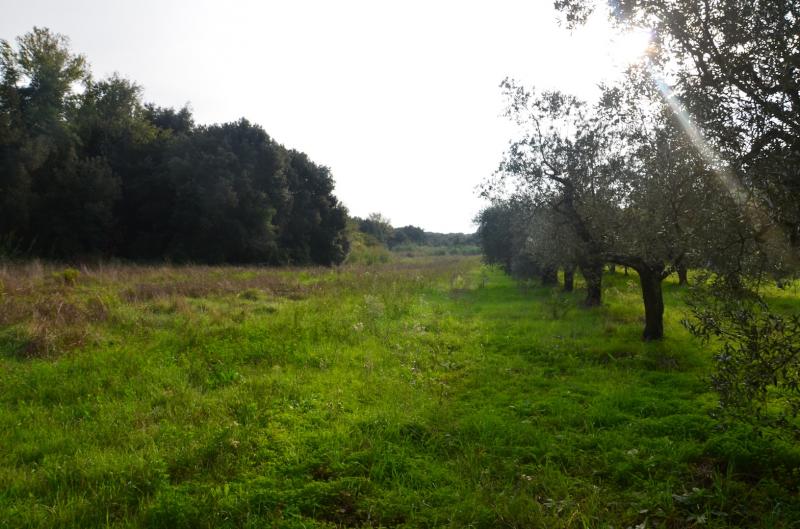 Terreno edificabile in vendita a Rosignano Marittimo, Castiglioncello