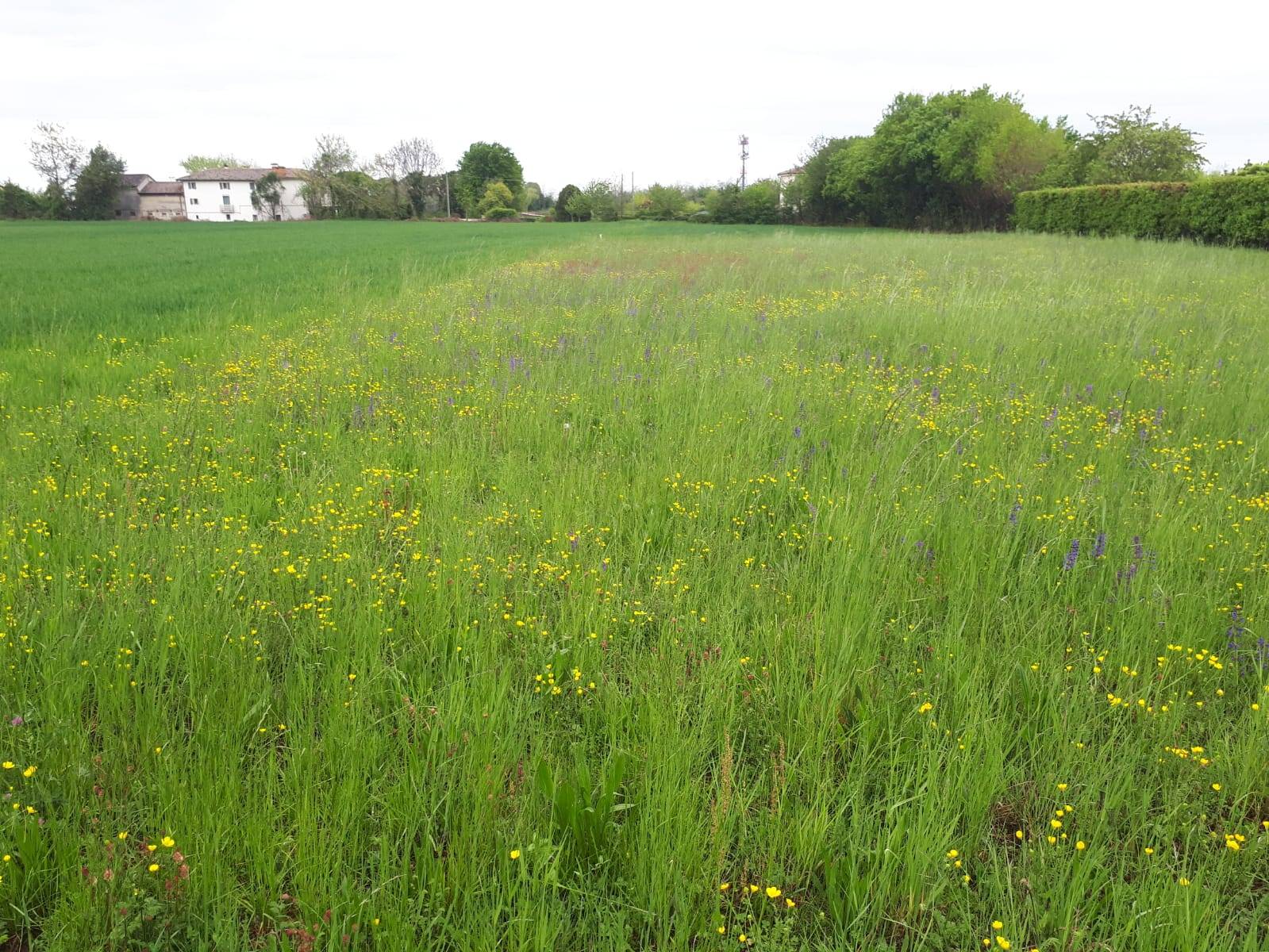 Terreno edificabile in vendita a Montebelluna, Guarda