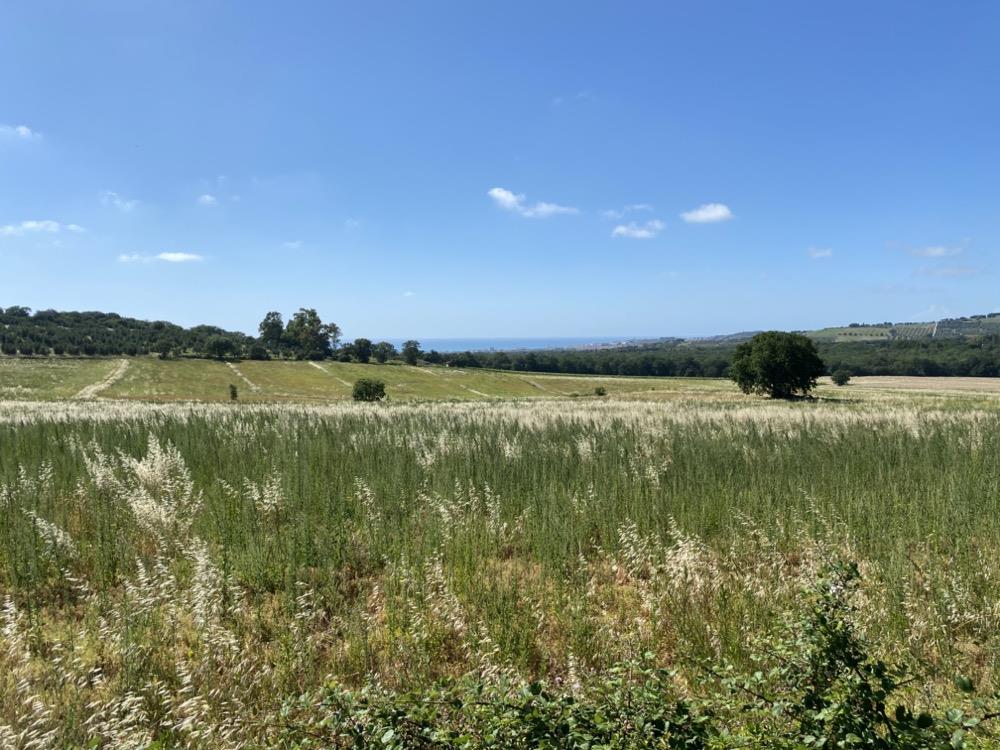 Terreno Agricolo in vendita a Campiglia Marittima