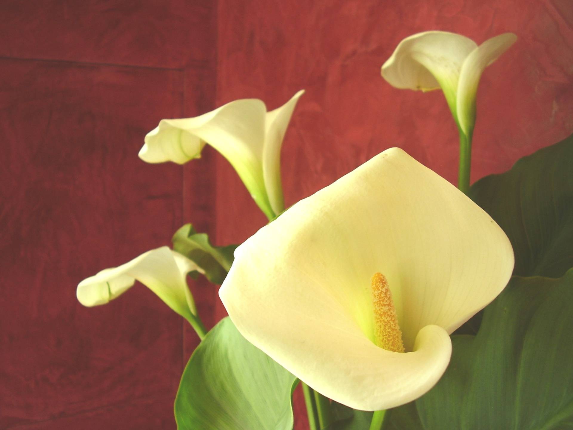 Villette a schiera in vendita a Viareggio, Torre del Lago Puccini