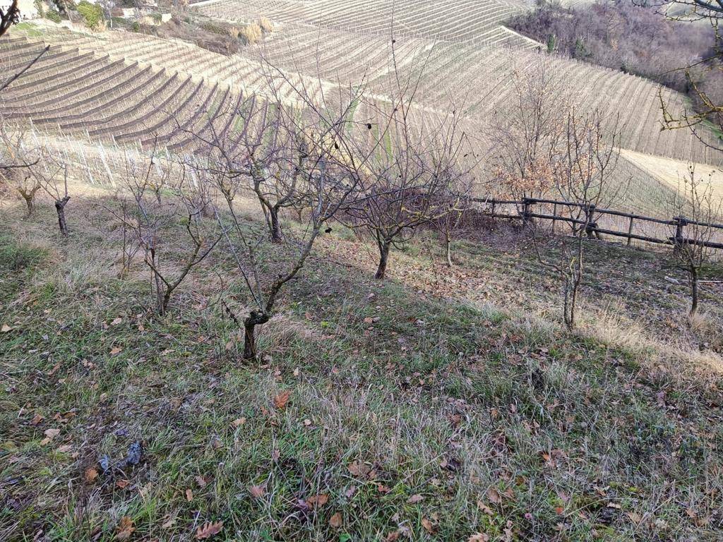 Terreno Agricolo in vendita a Serralunga d'Alba