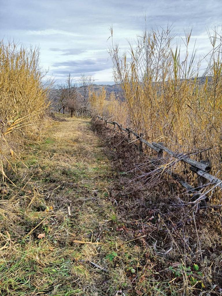 Terreno Agricolo in vendita a Serralunga d'Alba