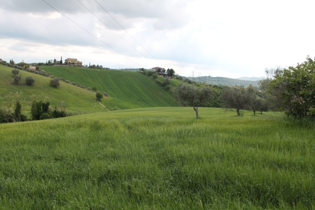 CASA COLONICA in vendita a Monsampolo del Tronto