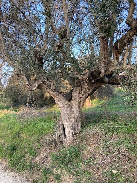 CASA COLONICA in vendita a Cossignano
