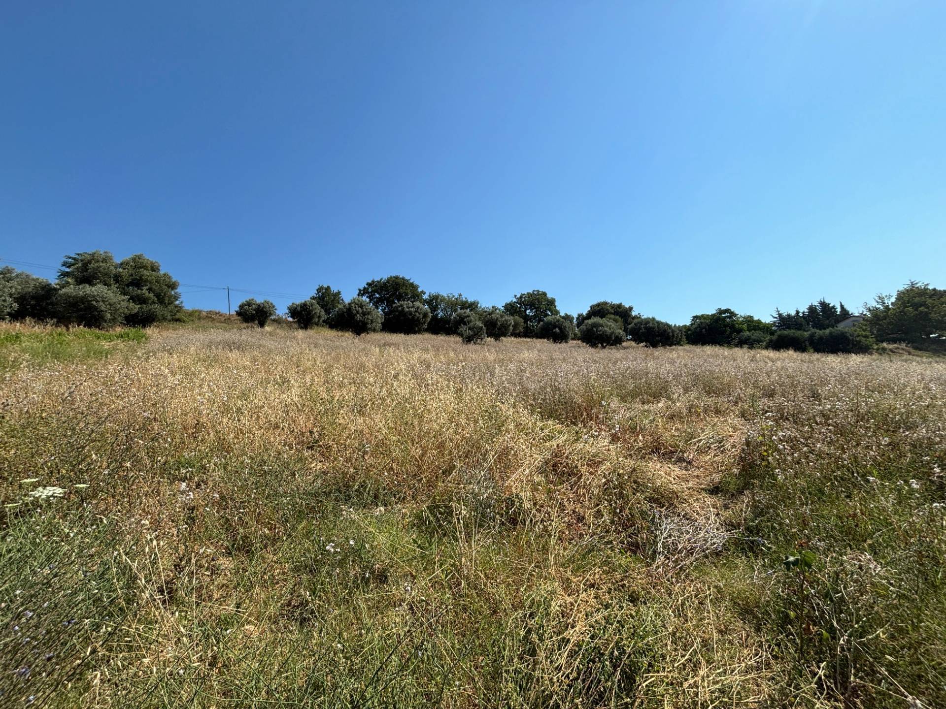 TERRENO AGRICOLO in vendita a Cupra Marittima