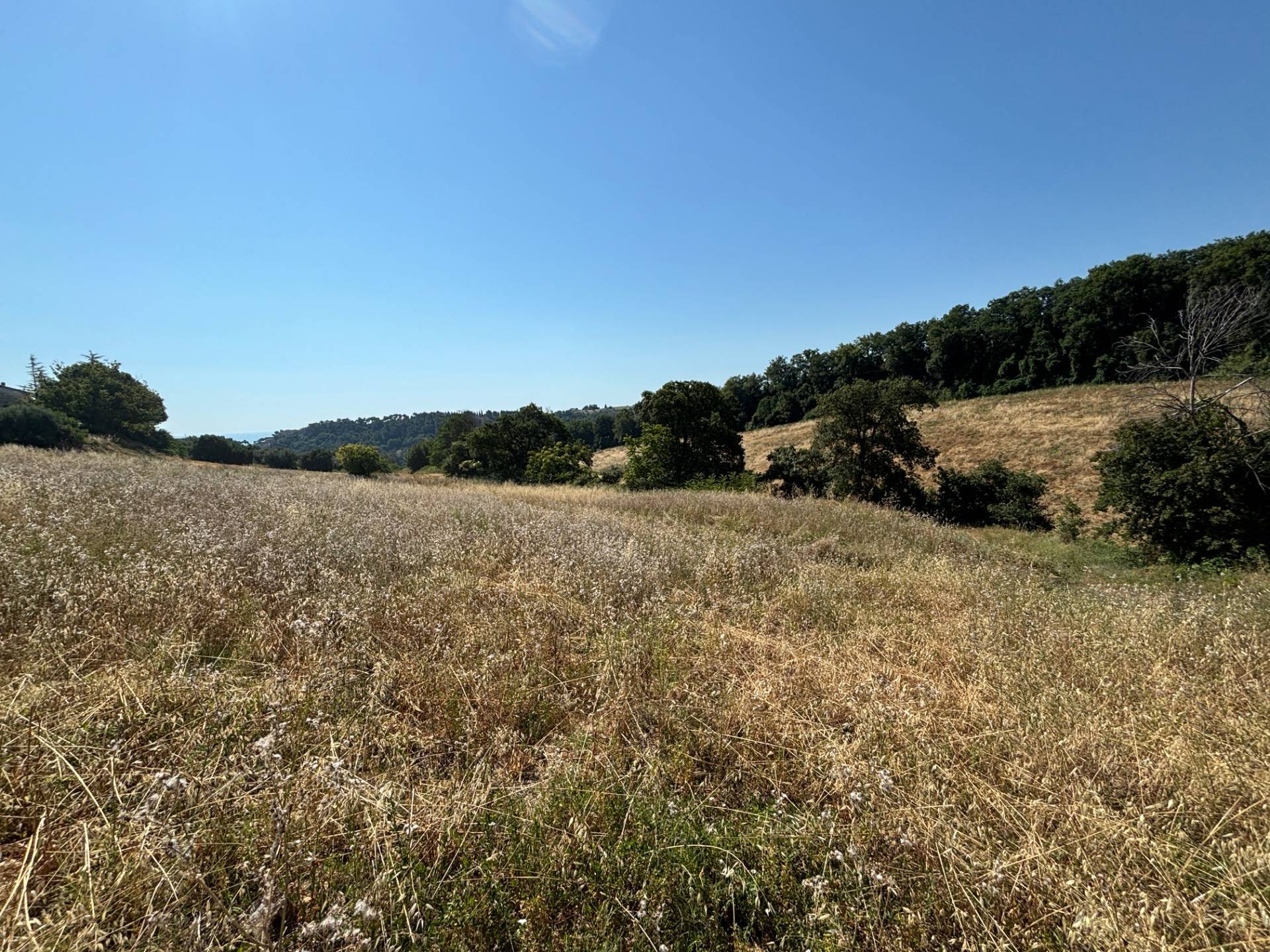 TERRENO AGRICOLO in vendita a Cupra Marittima