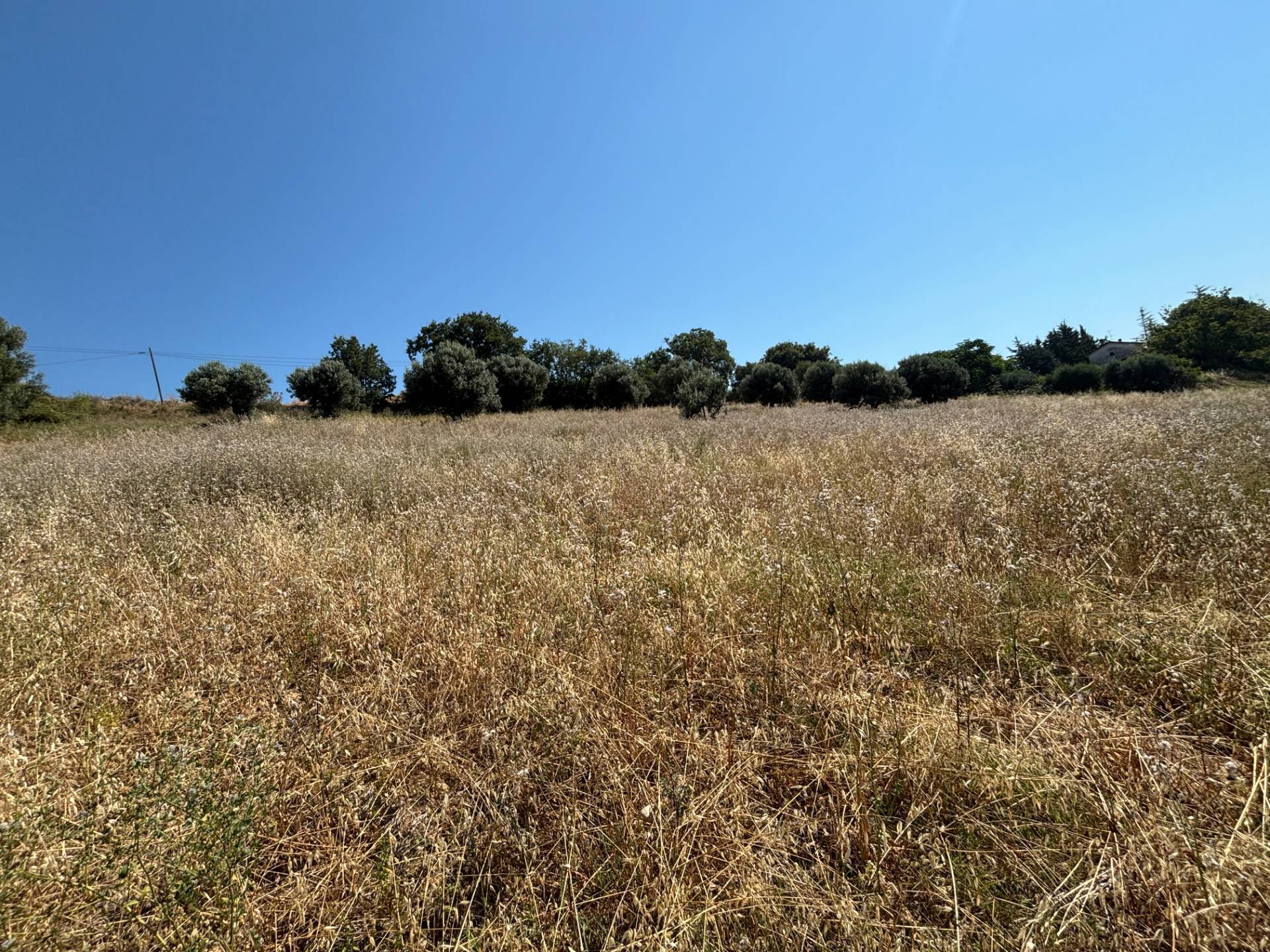TERRENO AGRICOLO in vendita a Cupra Marittima