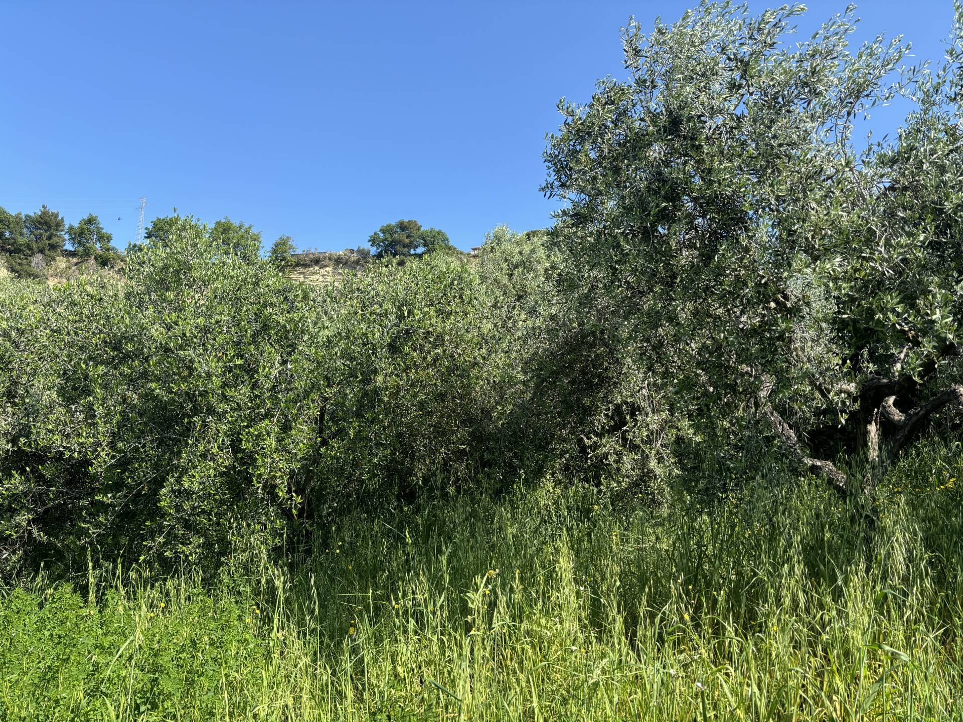 TERRENO AGRICOLO in vendita a San Benedetto del Tronto, ZONA ALBULA