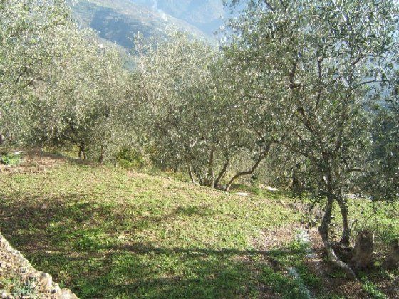 immagine annuncio 4 di 6