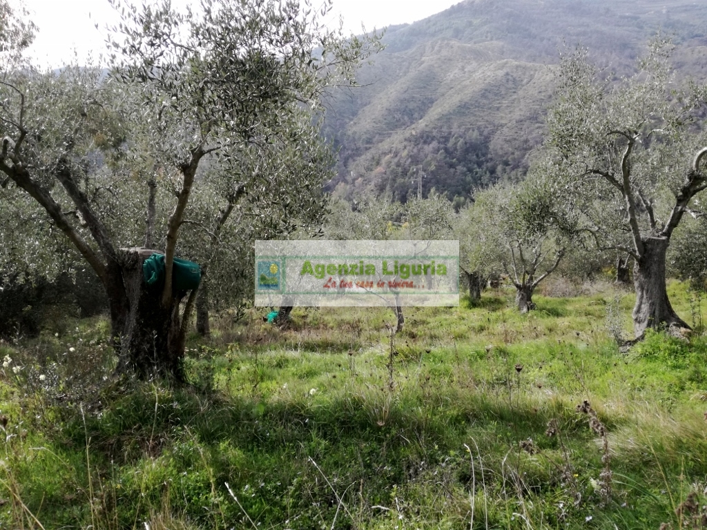 Rustico in vendita a Perinaldo, Suseneo