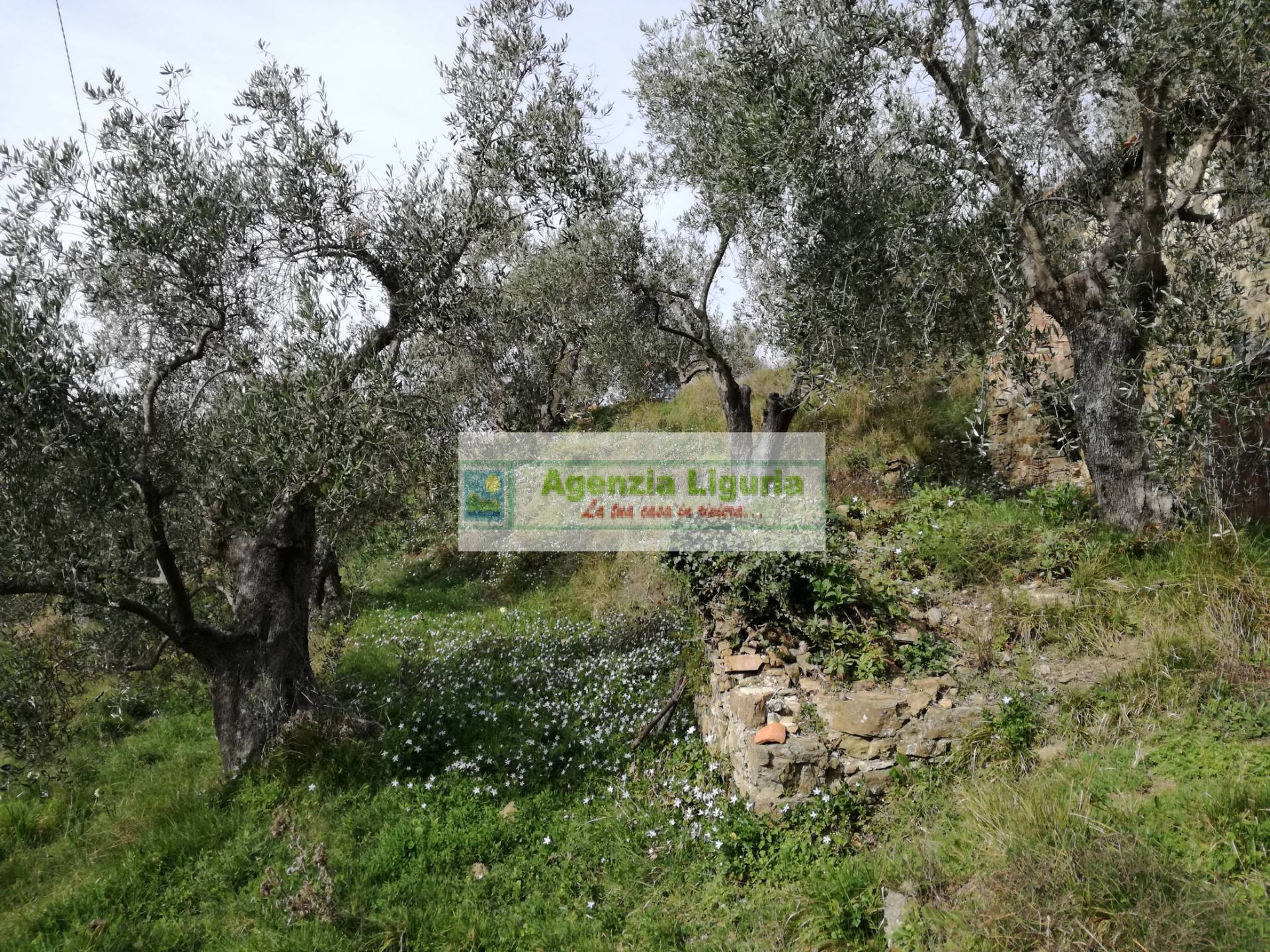 Rustico in vendita a Perinaldo, Suseneo