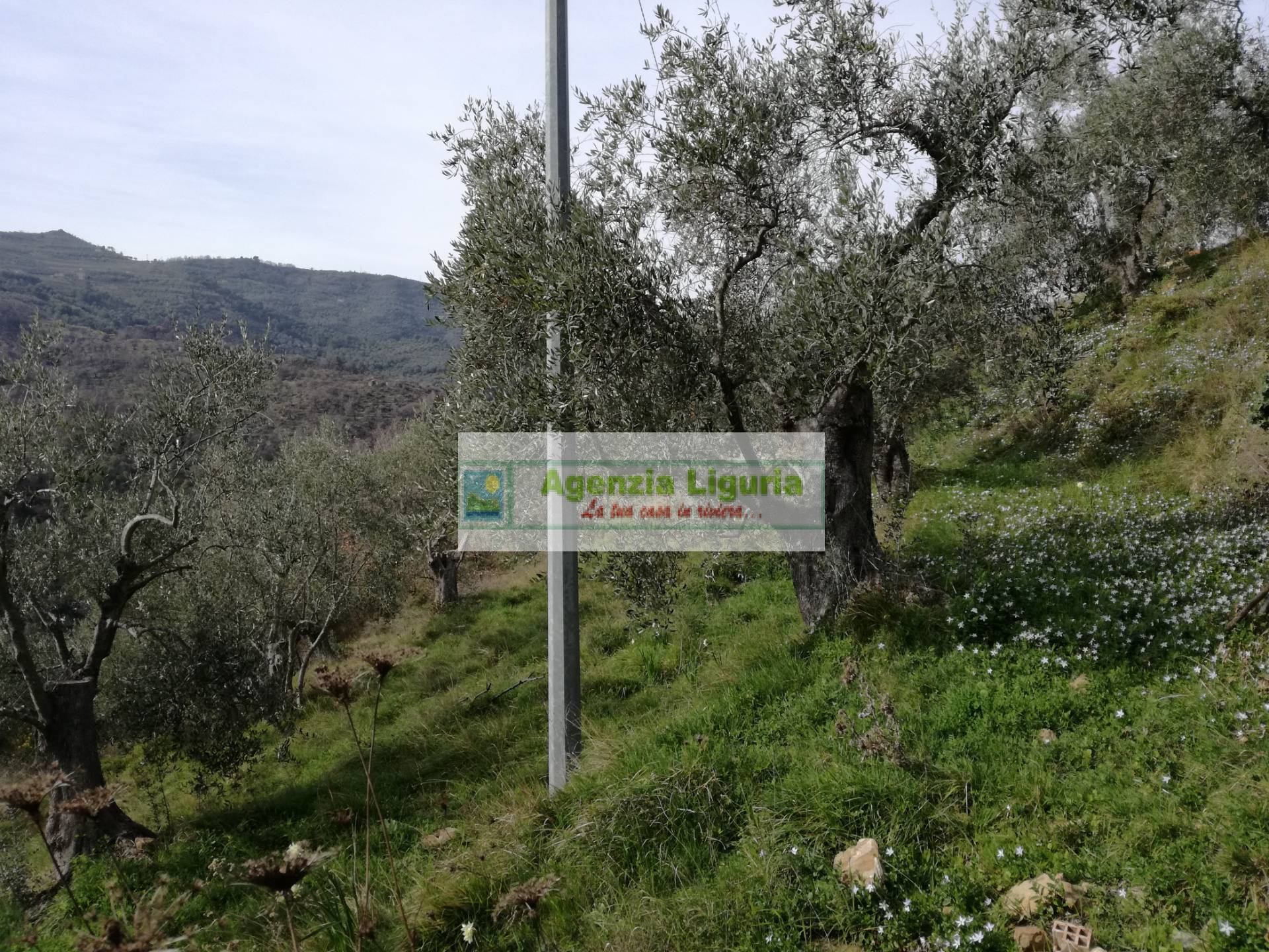 Rustico in vendita a Perinaldo, Suseneo