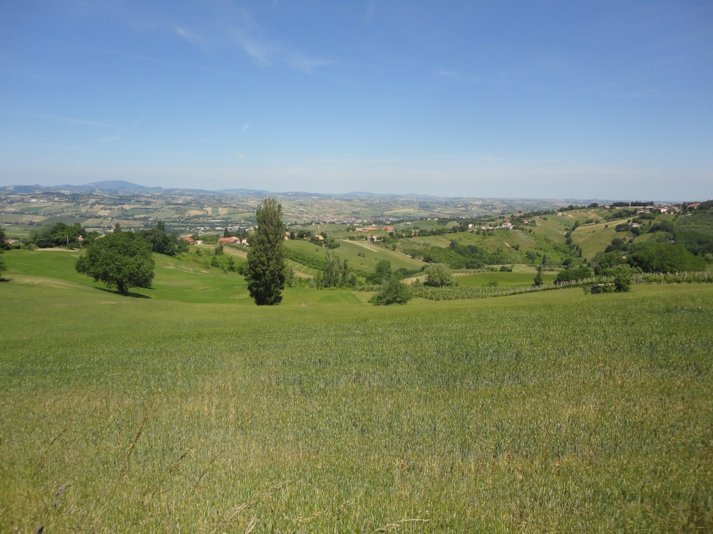 Terreno in vendita a Montecarotto