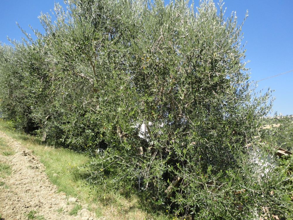 Casa in pietra con terreno in vendita a Cupramontana