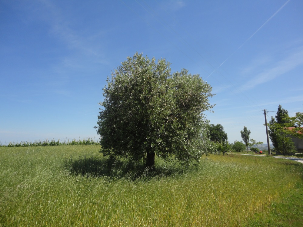 immagine annuncio 3 di 6