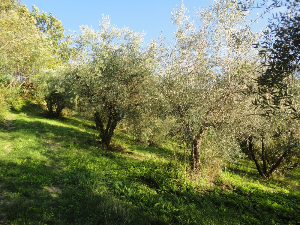 immagine annuncio 2 di 6