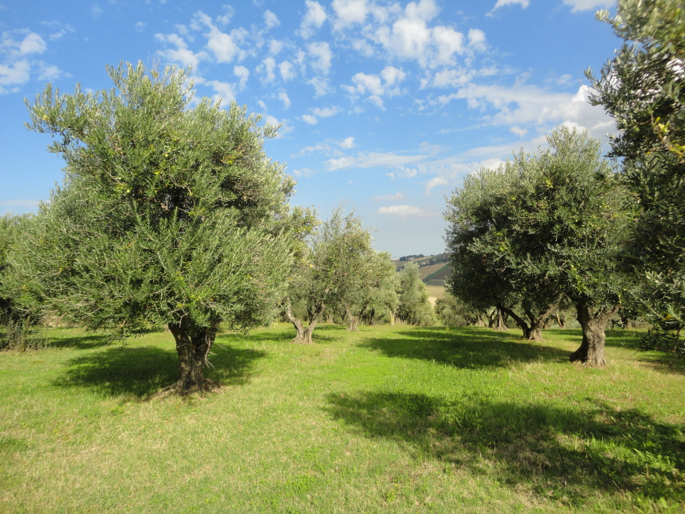immagine annuncio 2 di 6