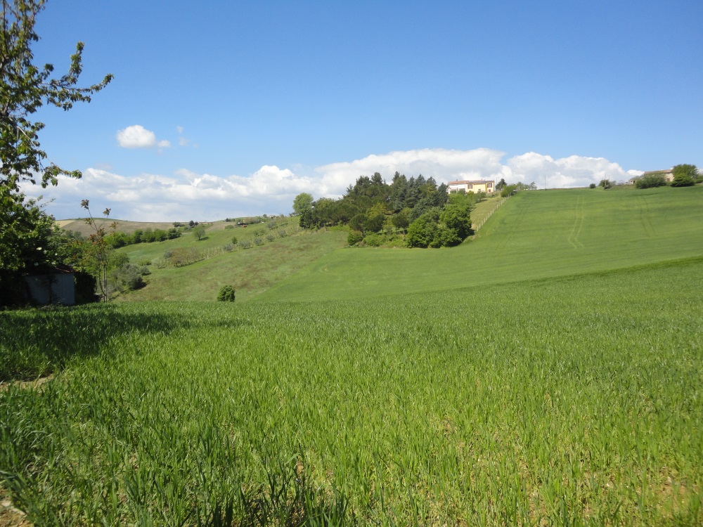 Terreno Agricolo in vendita a Poggio San Marcello