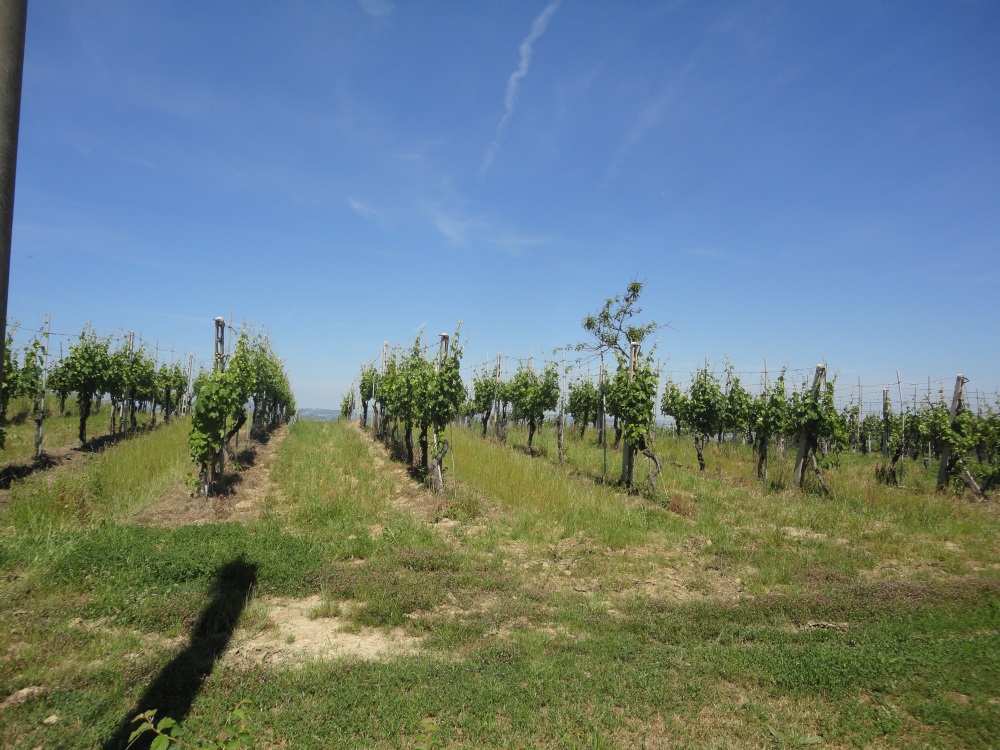 Terreno Agricolo in vendita a Montecarotto