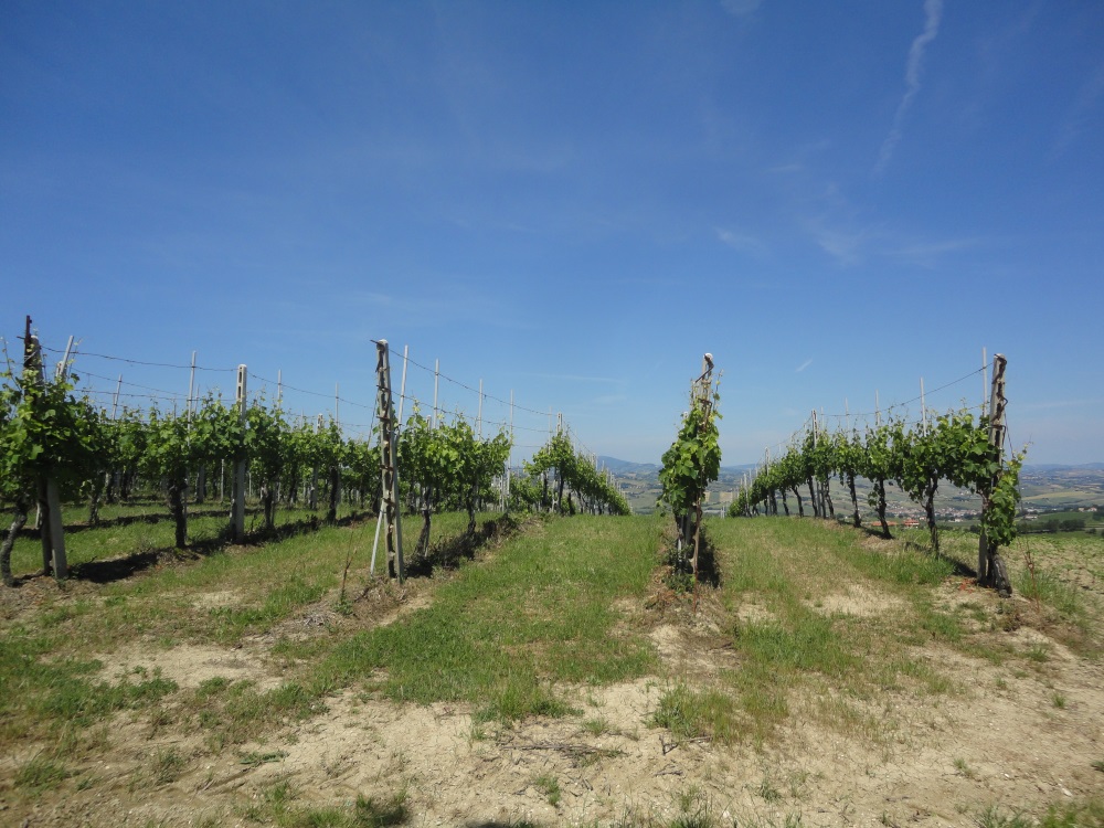 Terreno Agricolo in vendita a Montecarotto