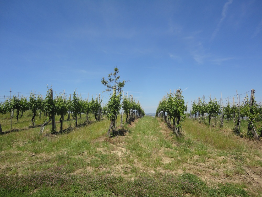 Terreno Agricolo in vendita a Montecarotto