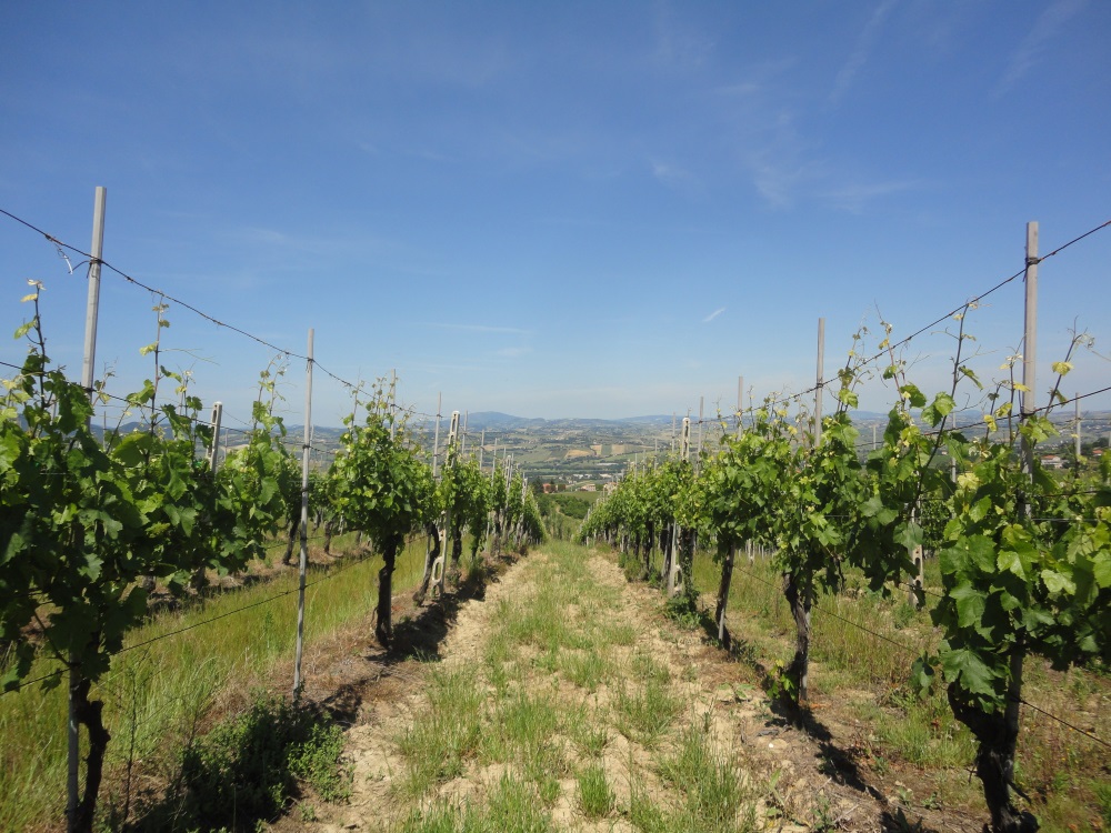 Terreno Agricolo in vendita a Montecarotto