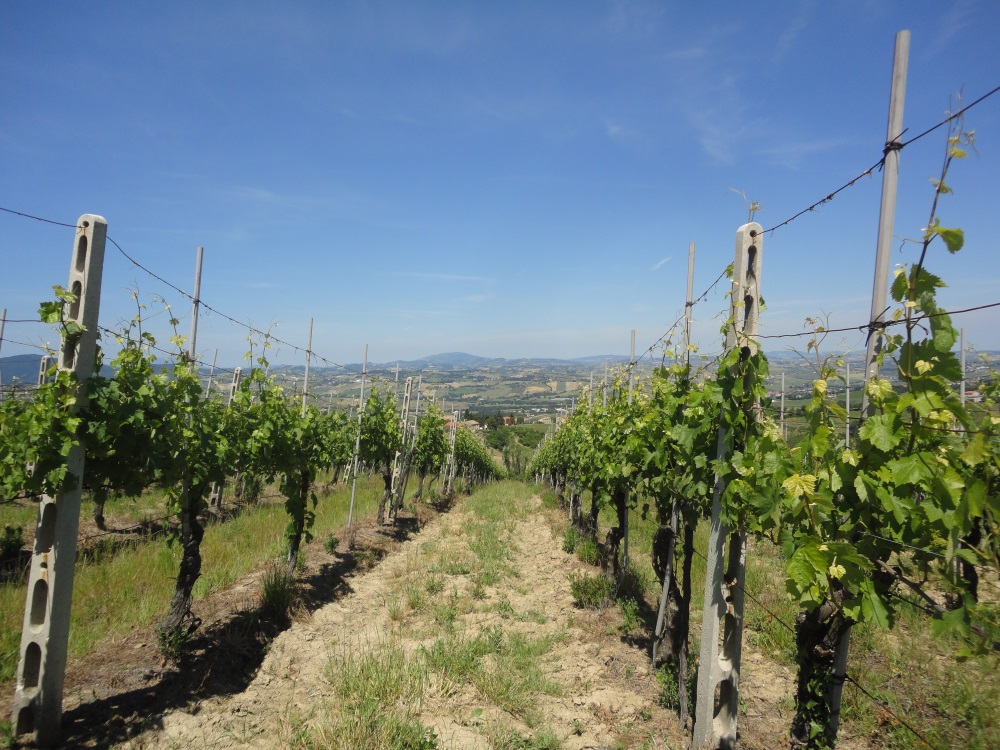 Terreno Agricolo in vendita a Montecarotto