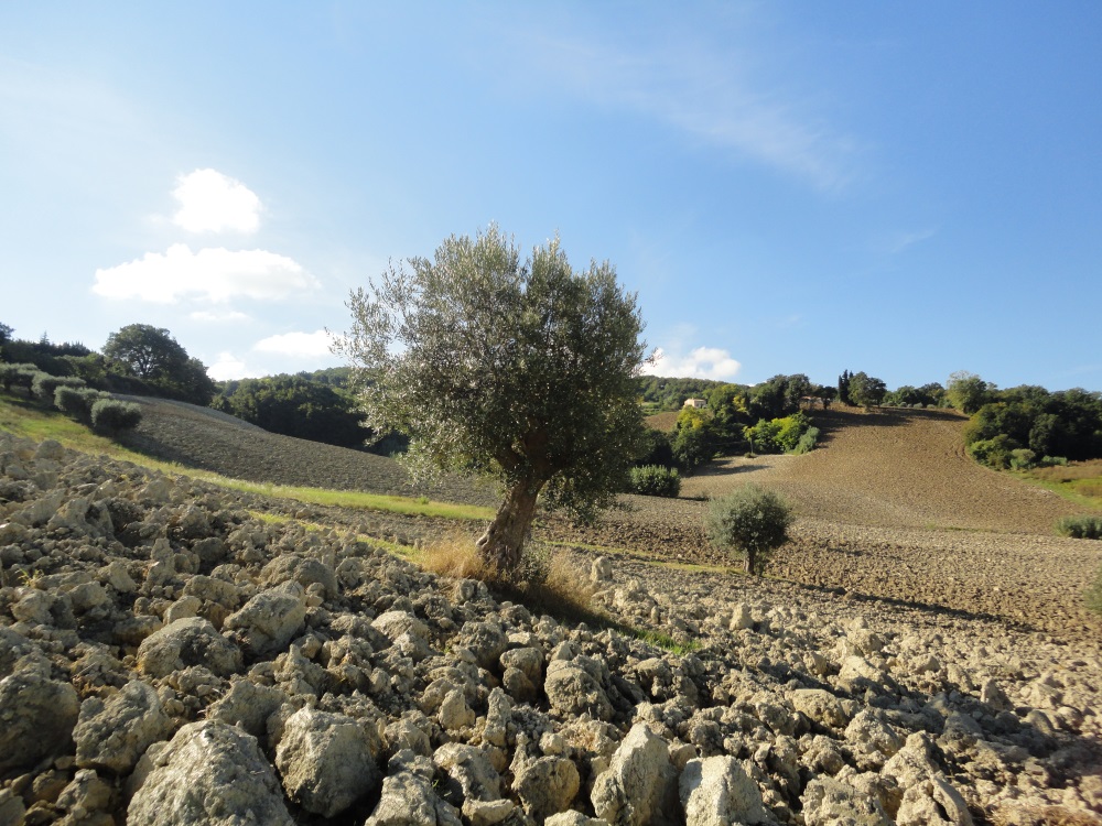 Terreno Agricolo in vendita a Cingoli